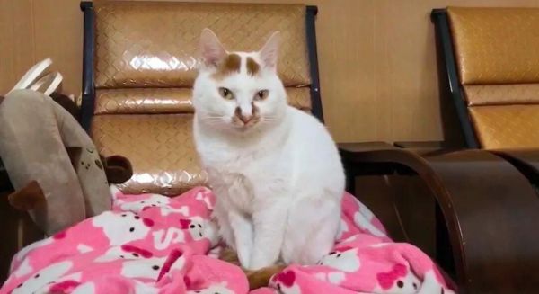 怎么判断猫猫狗狗是否过胖了？宠物体重管理注意事项