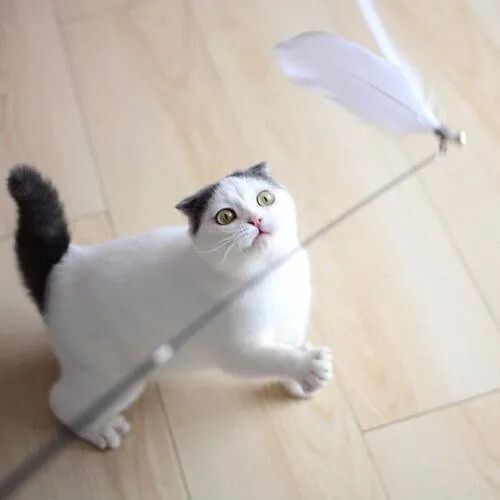 怎么判断猫猫狗狗是否过胖了？宠物体重管理注意事项