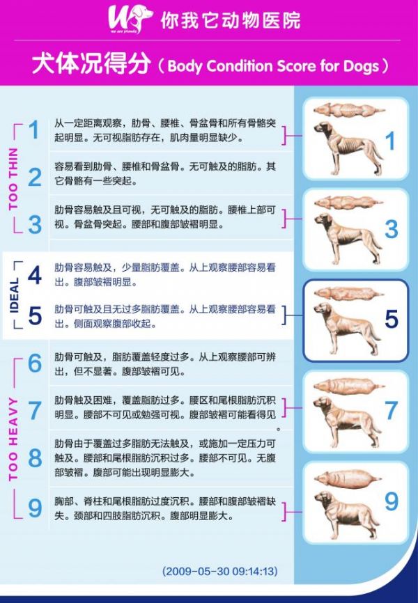 BCS体况评分系统(犬)