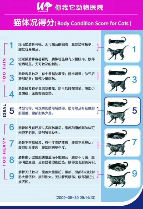 BCS体况评分系统(猫)