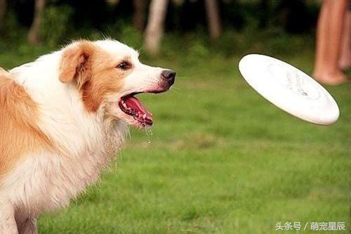 宠物狗狗训练基础——握手、巡回、吠叫、跳跃
