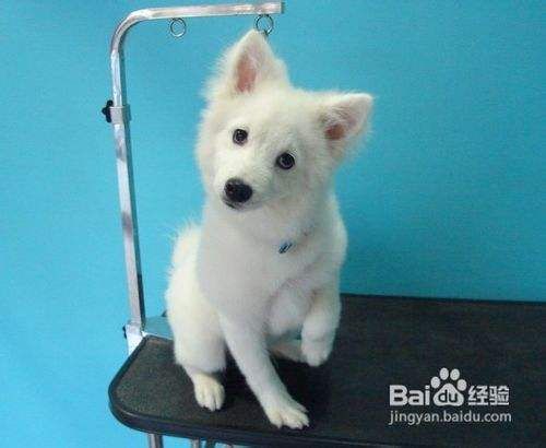 银狐犬美容_银狐犬美容图片