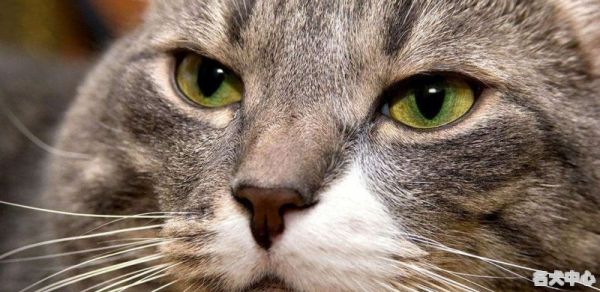 猫为什么喜欢吃酵母 - 京韵国际名犬中心-俱乐部FCI国内合作犬舍