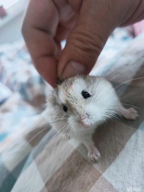 本溪花鸟鱼虫·仓鼠，老公公和老婆婆