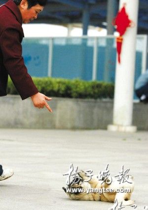 八哥宠物狗“装死”成明星