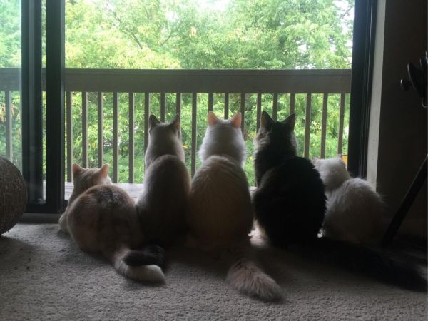 猫咪的社交世界:建立深厚友谊的方式