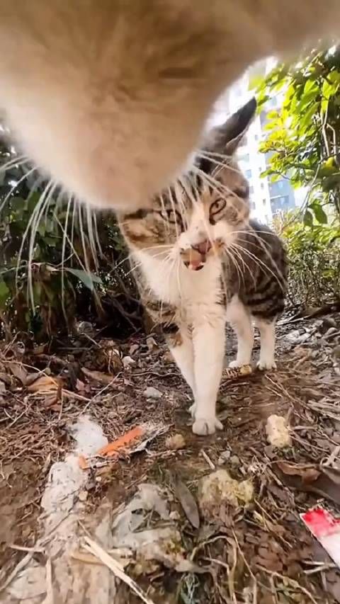 沉浸式体验猫咪社交