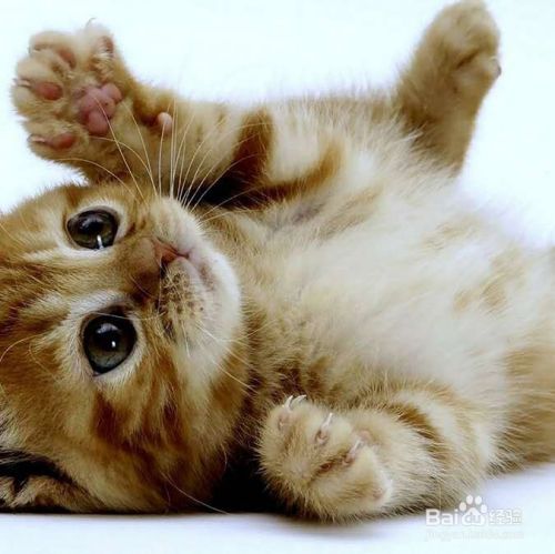 训练猫猫打滚的方法