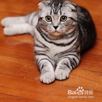 训练猫猫打滚的方法