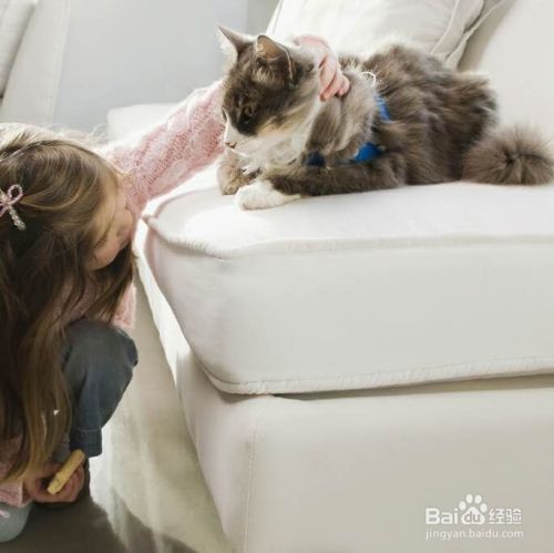 训练猫猫打滚的方法