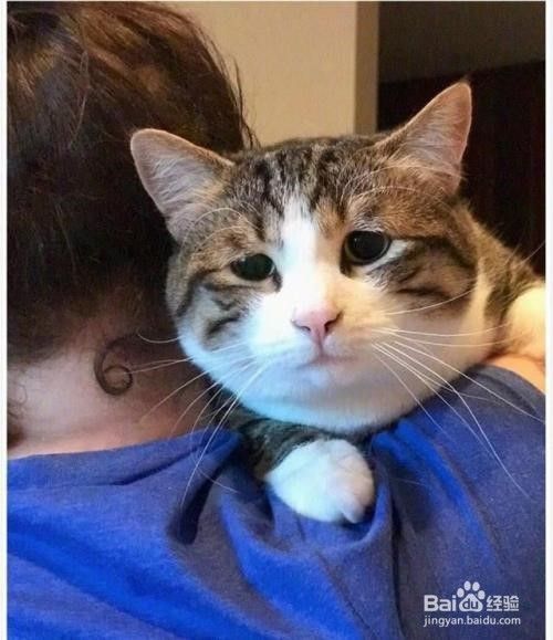 怎么训练猫咪学会“坐在主人肩膀上”