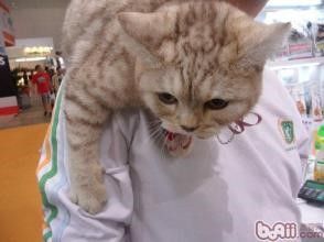 怎么训练猫咪学会“坐在主人肩膀上”