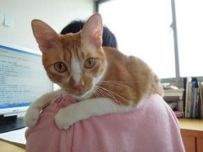 怎么训练猫咪学会“坐在主人肩膀上”