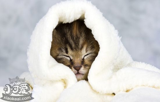 春季猫咪常见疾病 如何有效预防