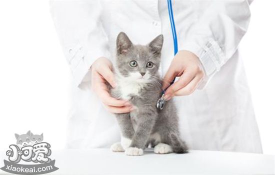 春季猫咪常见疾病 如何有效预防