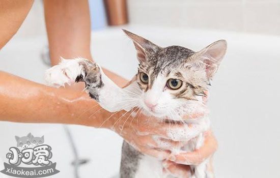 春季猫咪常见疾病 春季猫咪健康手册