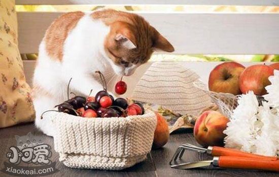 春季猫咪常见疾病 春季猫咪健康手册