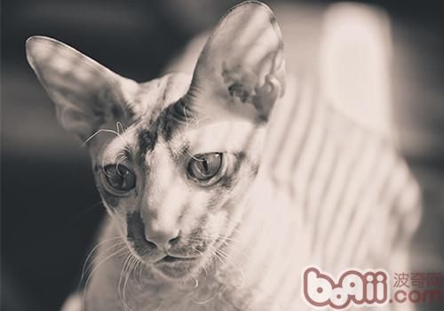猫咪罕睹的看护问题