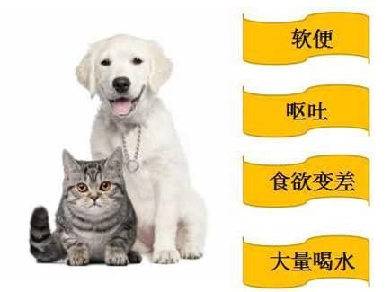 宠物门店常见问题之狗狗健康篇