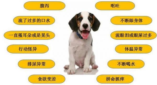 宠物门店常见问题之狗狗健康篇