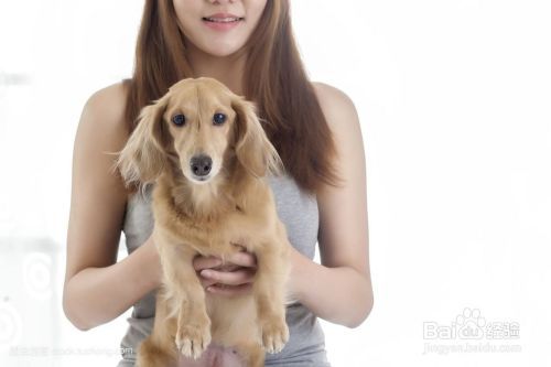如何训练狗狗习惯被人抚摸和拥抱