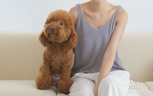 如何训练狗狗习惯被人抚摸和拥抱