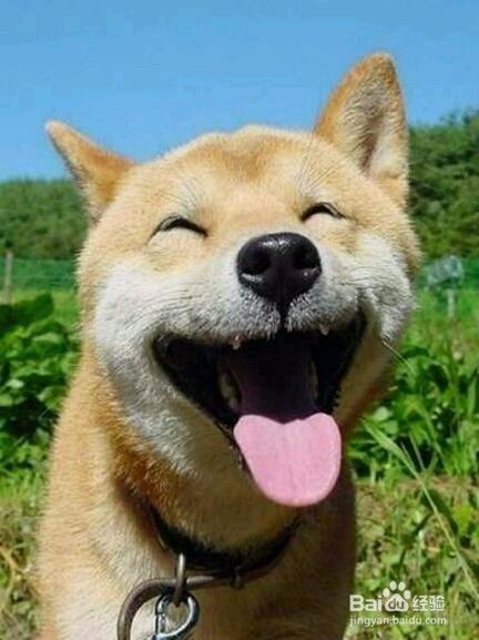 训练狗狗的技巧