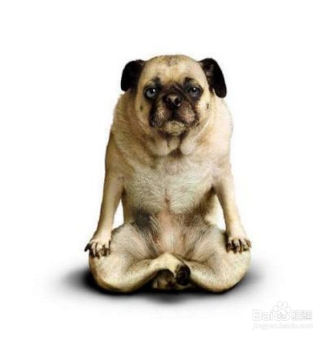 训练狗狗的技巧