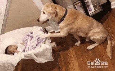 训练狗狗的技巧