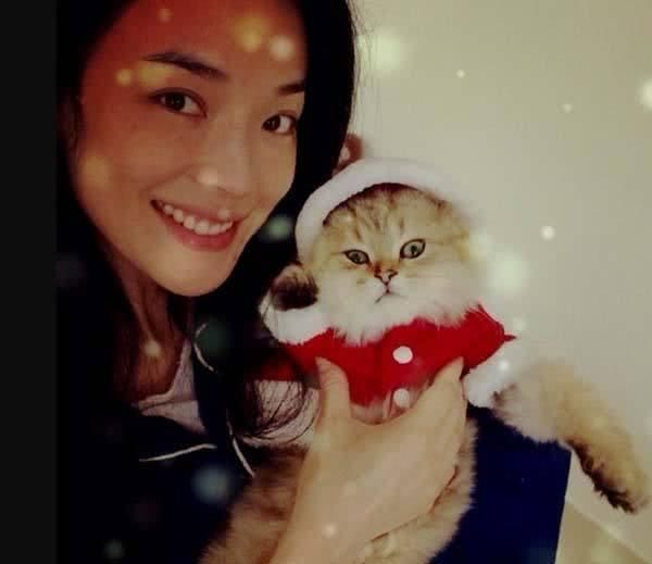 明星宠物也时尚？陈赫狗狗打扮精致，胡歌猫咪戴蝴蝶结显绅士！