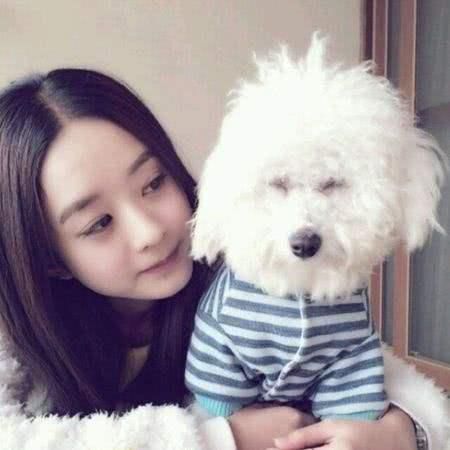 明星宠物也时尚？陈赫狗狗打扮精致，胡歌猫咪戴蝴蝶结显绅士！