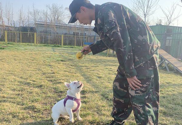 宠物犬培训课程内容