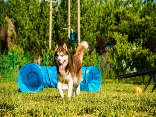 【宠物犬】家长报名指南