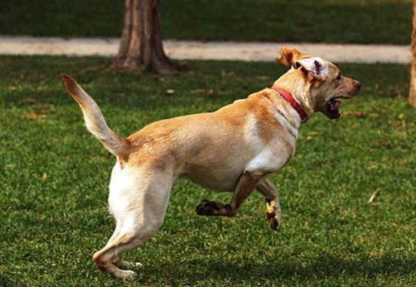 如何判断训犬培训学校的真实口碑呢，小编带你了解一下！
