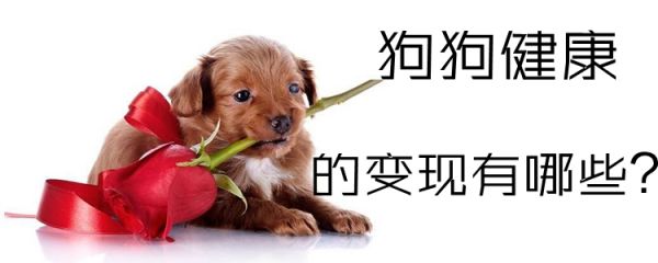 狗狗健康的表现有哪些