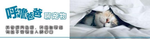 科学研究发现，养猫会更加有益于宠物主人的健康