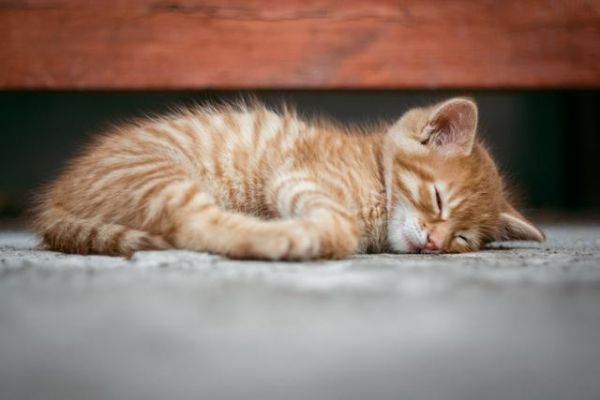 科学研究发现，养猫会更加有益于宠物主人的健康