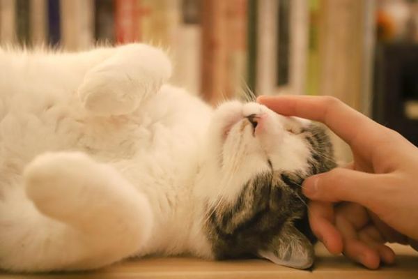 科学研究发现，养猫会更加有益于宠物主人的健康