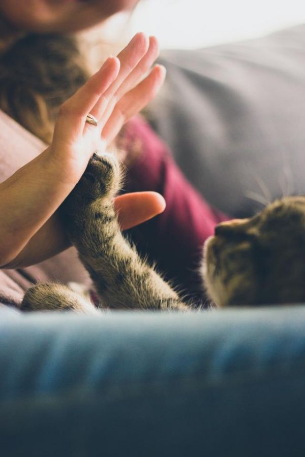 科学研究发现，养猫会更加有益于宠物主人的健康