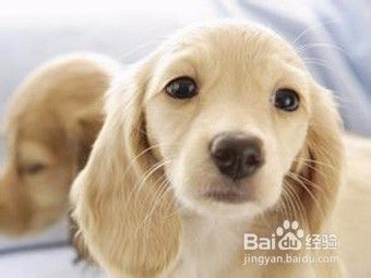 怎么护理老年狗狗