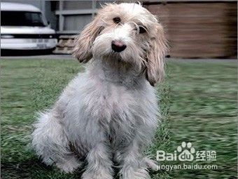 怎么护理老年狗狗