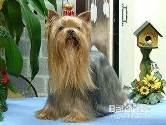怎么护理老年狗狗