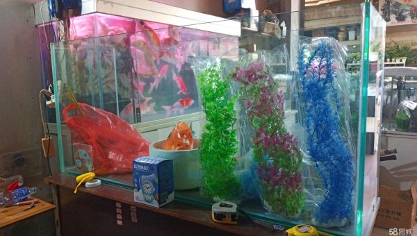 昆明宠物用品/食品·超白观赏鱼缸