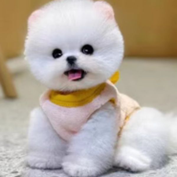 店主头像
