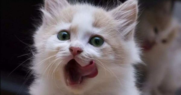 333