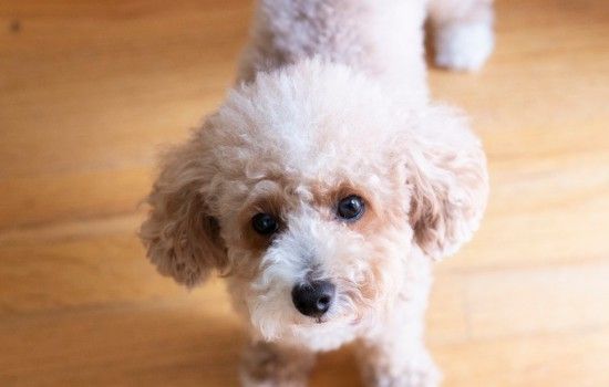 狗狗嘴溃疡怎么办 补充维生素是关键