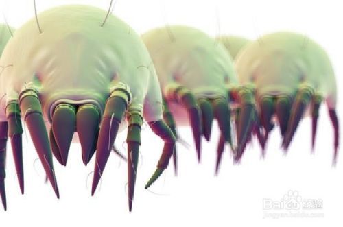 过敏症状的触发因素