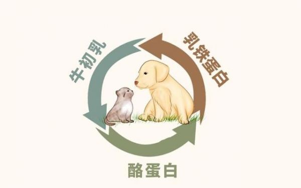 托玛仕猫粮和托玛仕特猫粮一样吗？-有驾