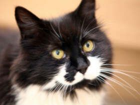 科学证明养猫咪的10个好处