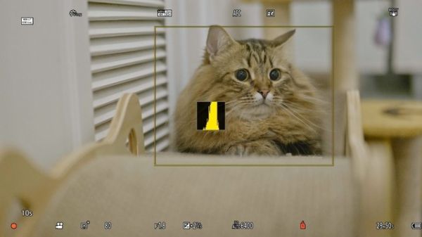 初体验！松下S5宠物视频拍摄 